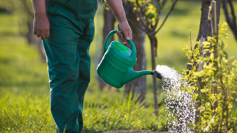 Why Proper Watering Makes or Breaks a Newly Planted Tree