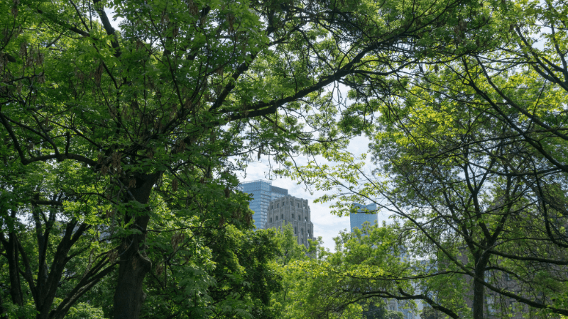 Urban Canopy - Trees in Prairie communities