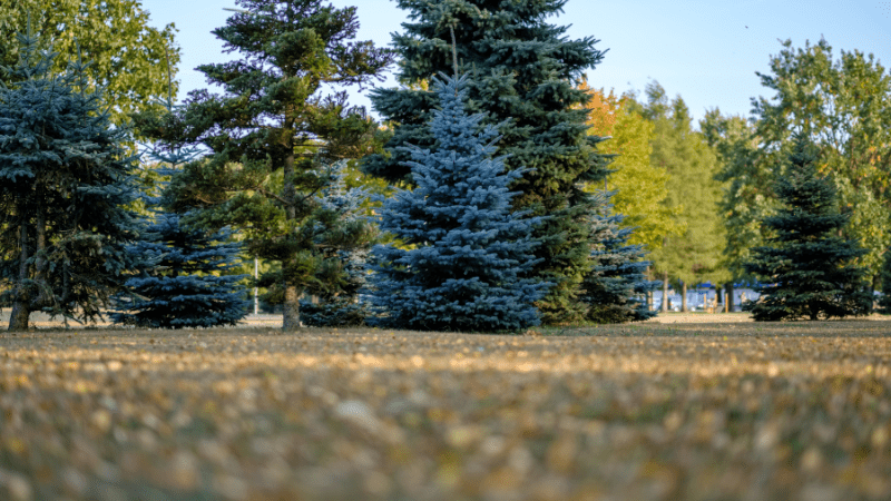 Urban Parks in the Prairies