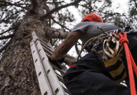 Why Mid-Summer Tree Inspections Matter
