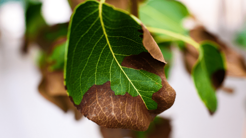 Dying leaves