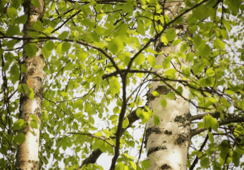 Summer Tree Stress – Signs Your Trees are Struggling