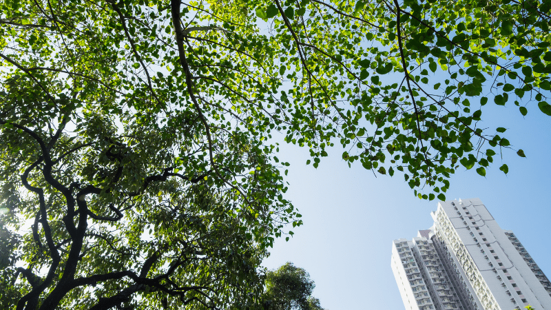 Urban tree canopy