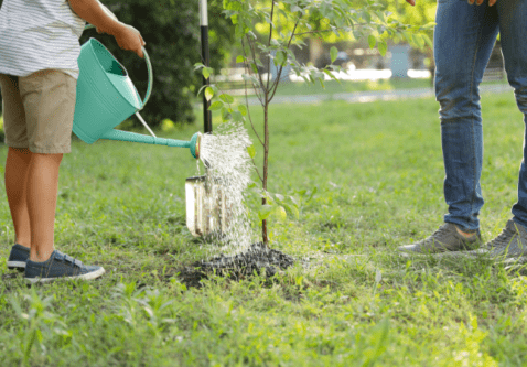 How Residents Can Help Their City Trees Thrive