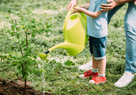 Drought Conditions – How to Water Trees Properly
