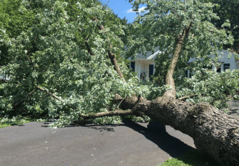 Tree Risk Assessments