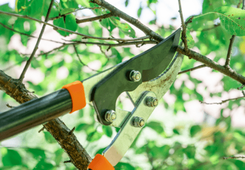 When To Prune in Summer