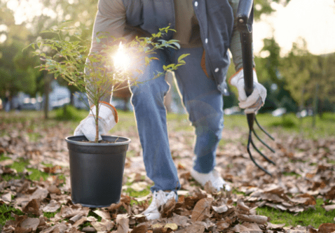 Why Fall is Great for Planting Trees