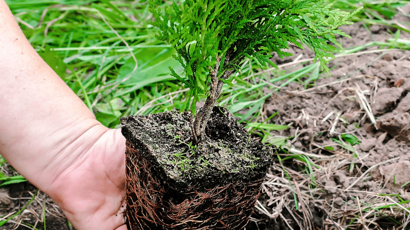 planting evergreen tree in fall