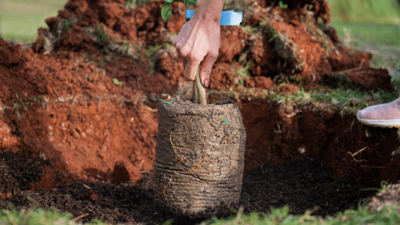 Planting Trees in Fall - Full Root Ball