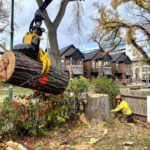 Dutch Elm Disease tree removal